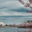 A1 Tours Retails Tours Cherry Blossom Spring Day in DC