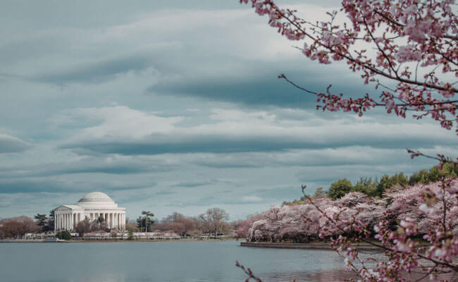 A1 Tours Retails Tours Cherry Blossom Spring Day in DC
