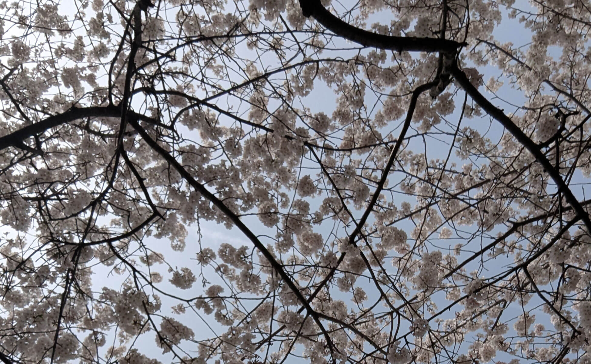 A1 Tours Branch Brook Park Cherry Blossom Liberty Science Center NJ