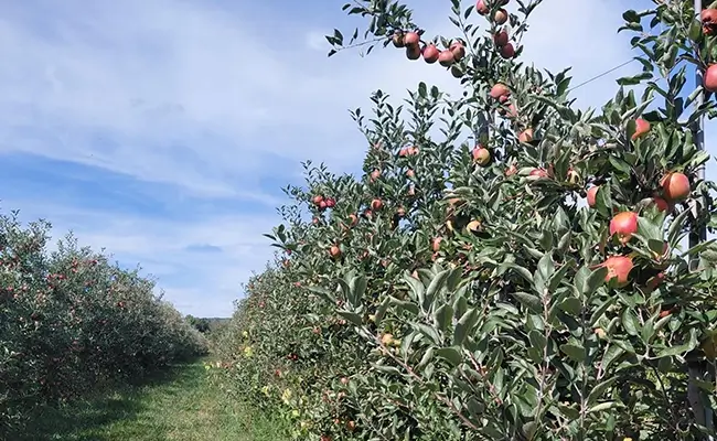 A1 Tours A Different Take on Gettysburg PA Apple Picking