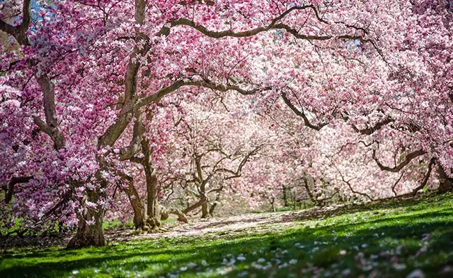 A1 Tours Flower Power New York Botanical Garden Magnolia Trees