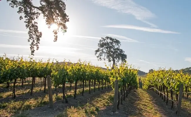 A1 Tours Long Island Vineyard