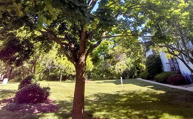 A1 Tours Storm King Art Center Hudson Valley NY Tree