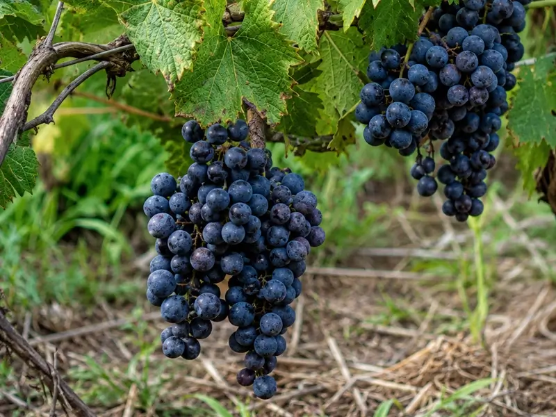 NJ Wine & Brewery Tours Hopewell Valley Grapes