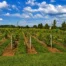 NJ Wine & Brewery Tours Hopewell Valley Vineyard