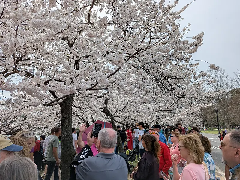 Washington, DC Cherry Blossom Two Day Getaway Group Travel