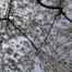 Washington, DC Cherry Blossom Two Day Getaway Tree