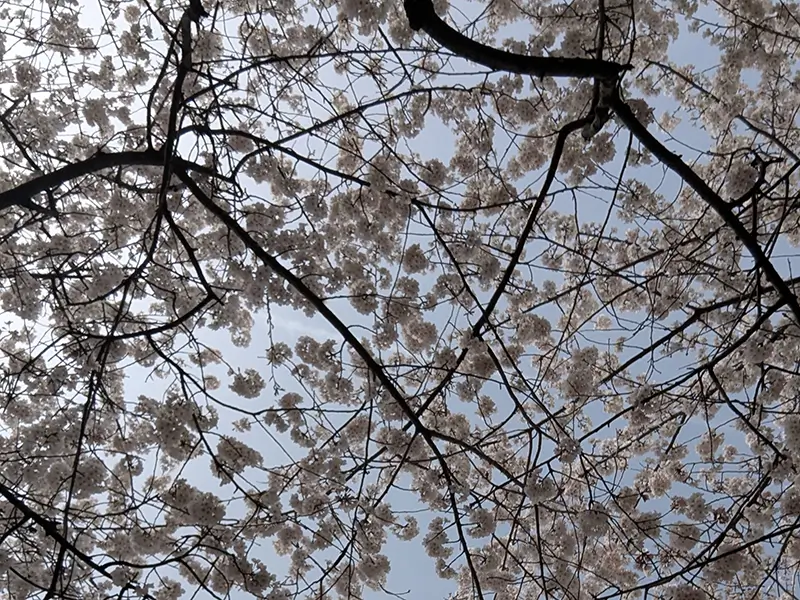 Washington, DC Cherry Blossom Two Day Getaway Tree